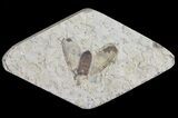 Fossil March Fly (Plecia) - Green River Formation #65176-2